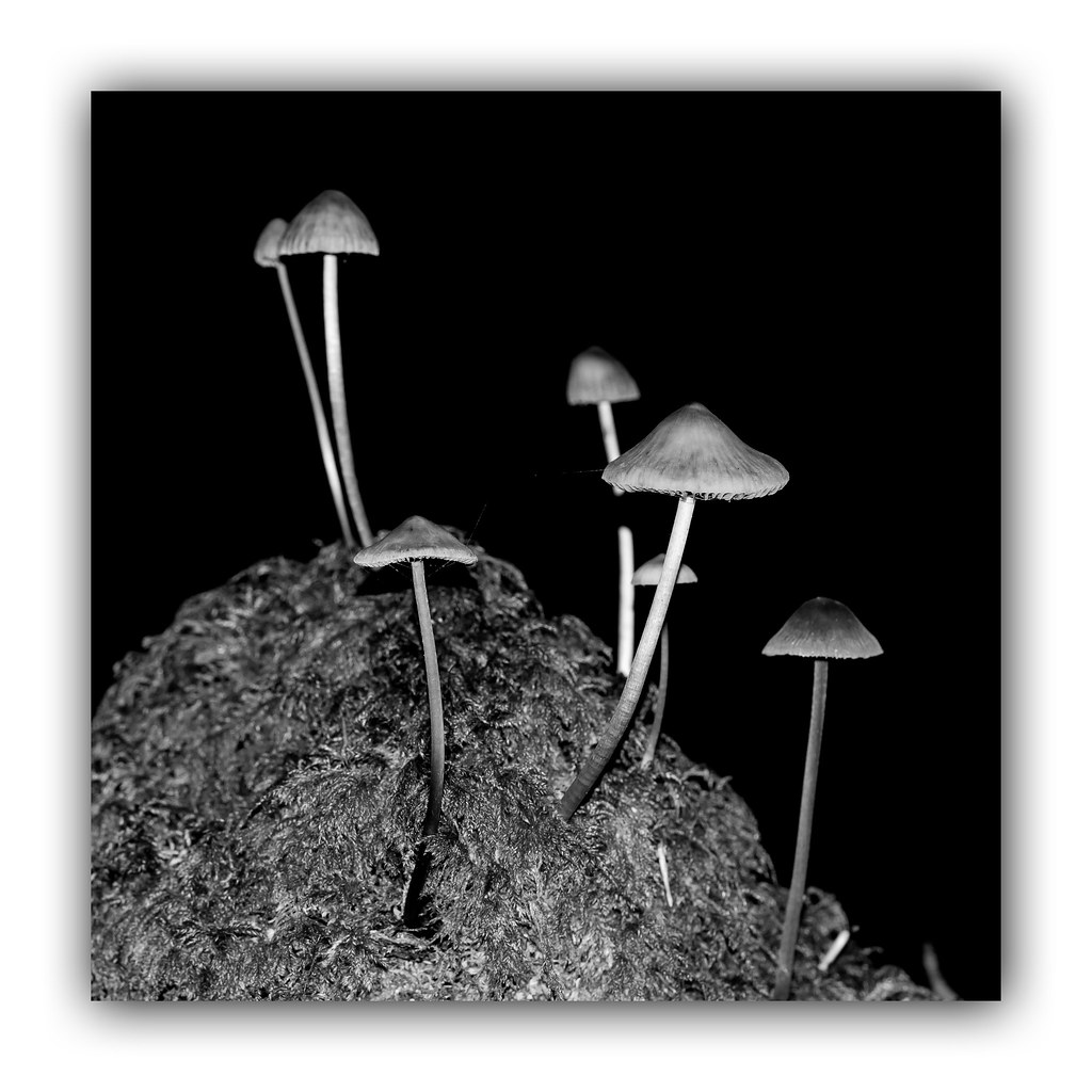 Mushroom Mountain Mark (Busy With Bats At The Moment) Flickr