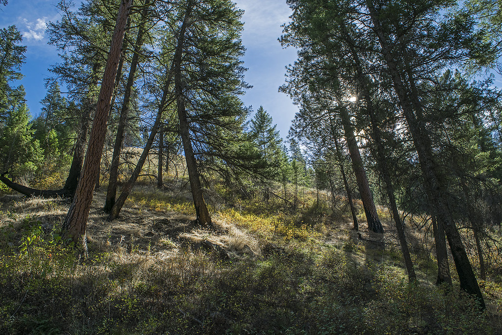 Ponderosa pine and Douglas fir on the canyonside slope of … Flickr