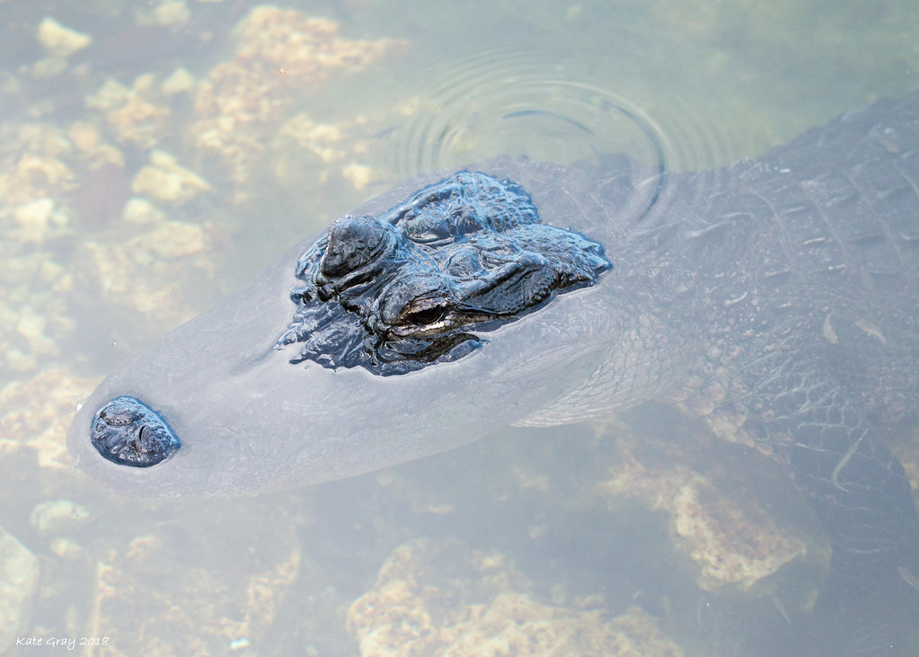 Alligator Blue Hole at Big Pine Key, Florida Keys Kate Gray Flickr