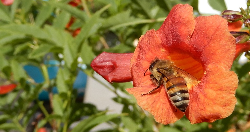 bee in trumpet vinelike flower Just a honeybee, out colle… Flickr