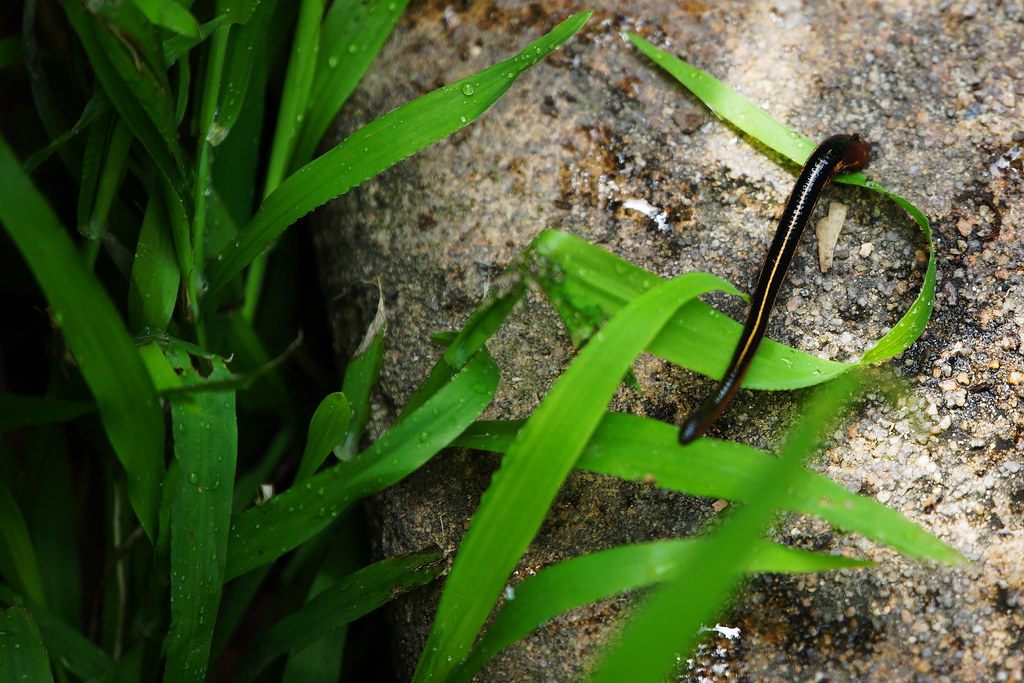 leech!!! in our yard! I tipped water out of a vase and dis… Flickr