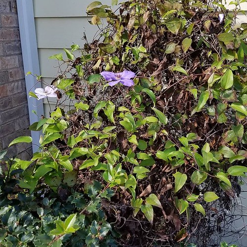 I guess the frost didnt get the clematis! bit.ly/2Or7Ipb Time2Mrkt
