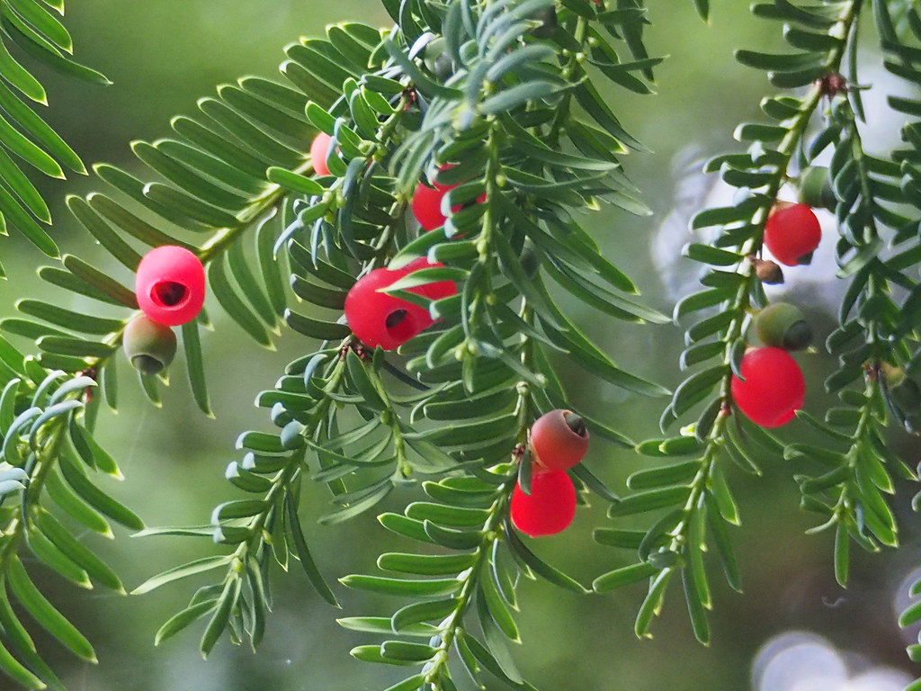 Red Juniper Berries Juniper Trees and shrubs are a pro… Flickr