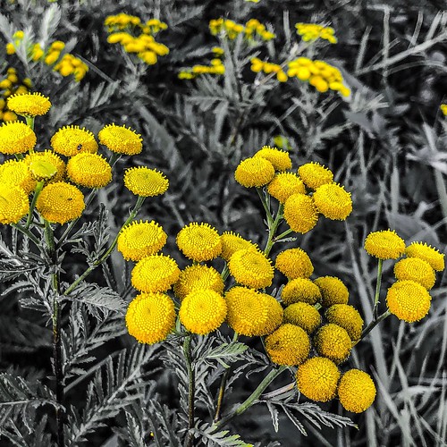 Redmond Hiking Trail 2018 MemonPhoto Flickr