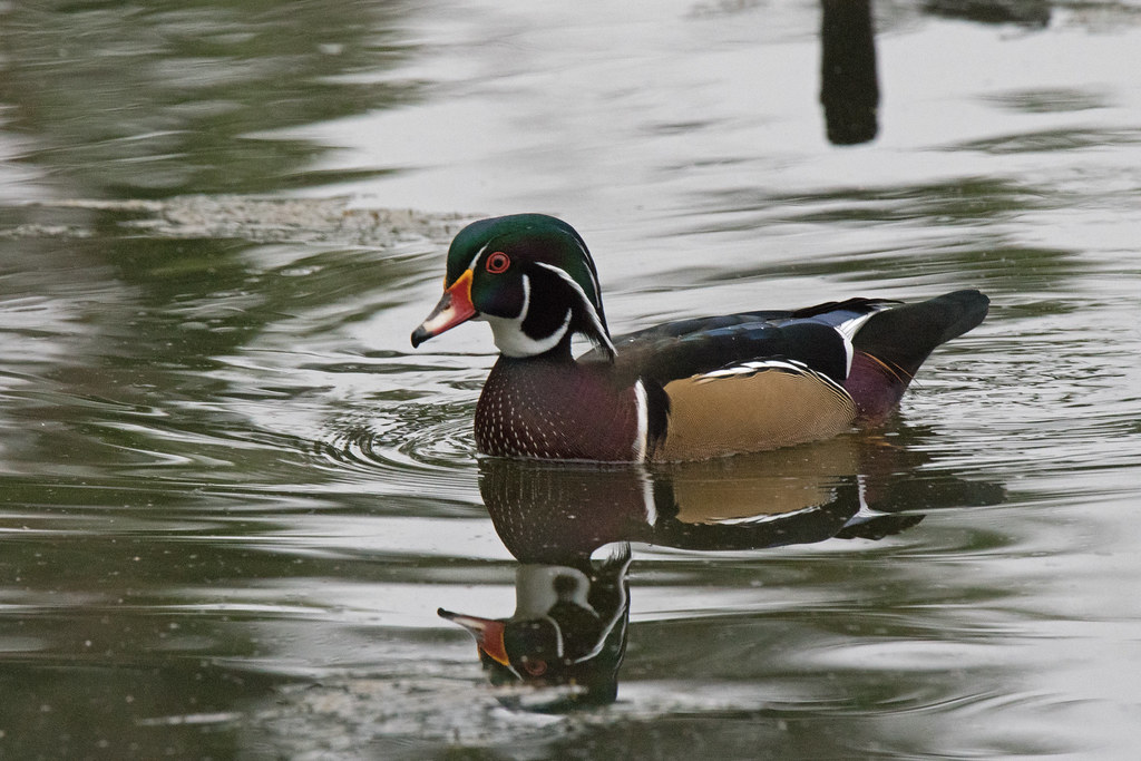 Wood Duck Santee Lake Preserve Heather Stevens Flickr