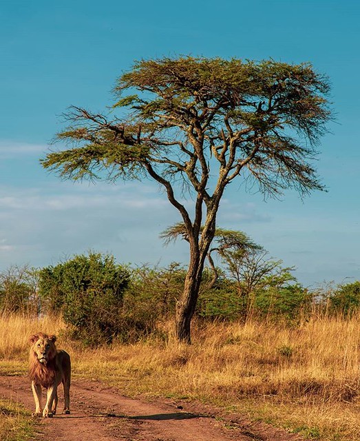 The Lion, the Tree and Other Stories from Nairobi National… Flickr