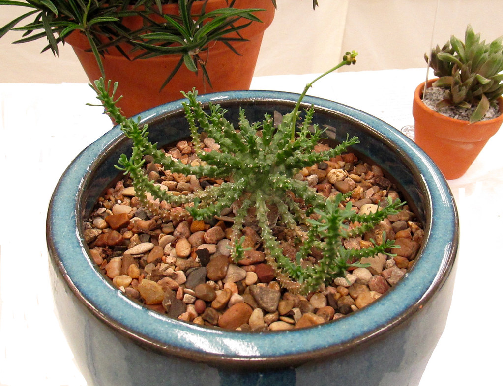 Houston Cactus & Succulent Show The 2018 annual show and s… Flickr