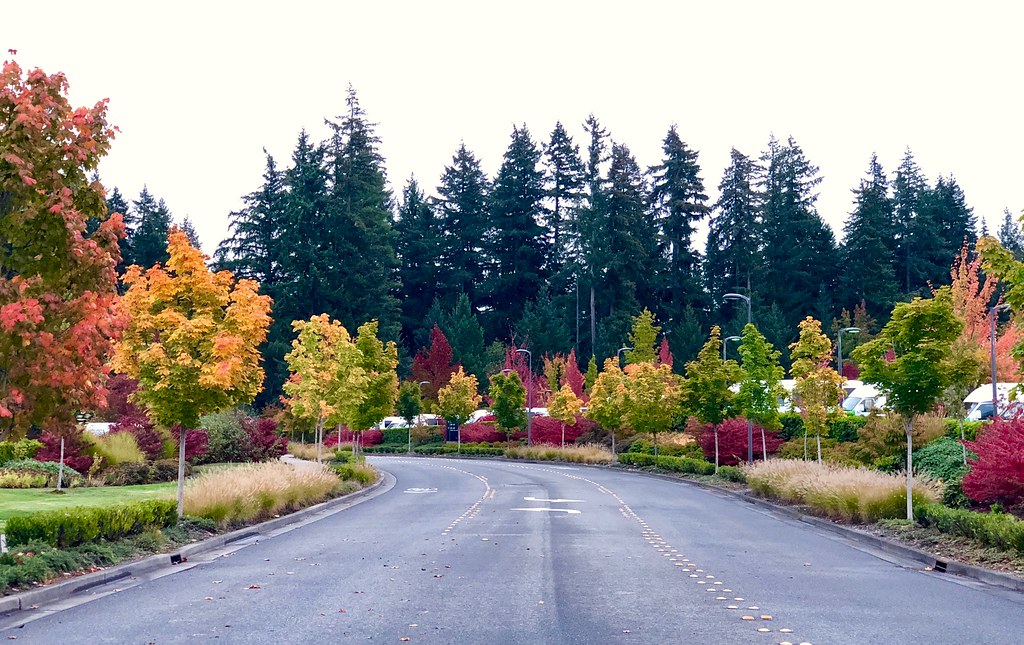 Fall colors in Seattle MemonPhoto Flickr