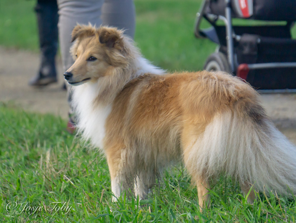 sheltie walk 27 okt 2018, 25 shelties and their owners had… Flickr