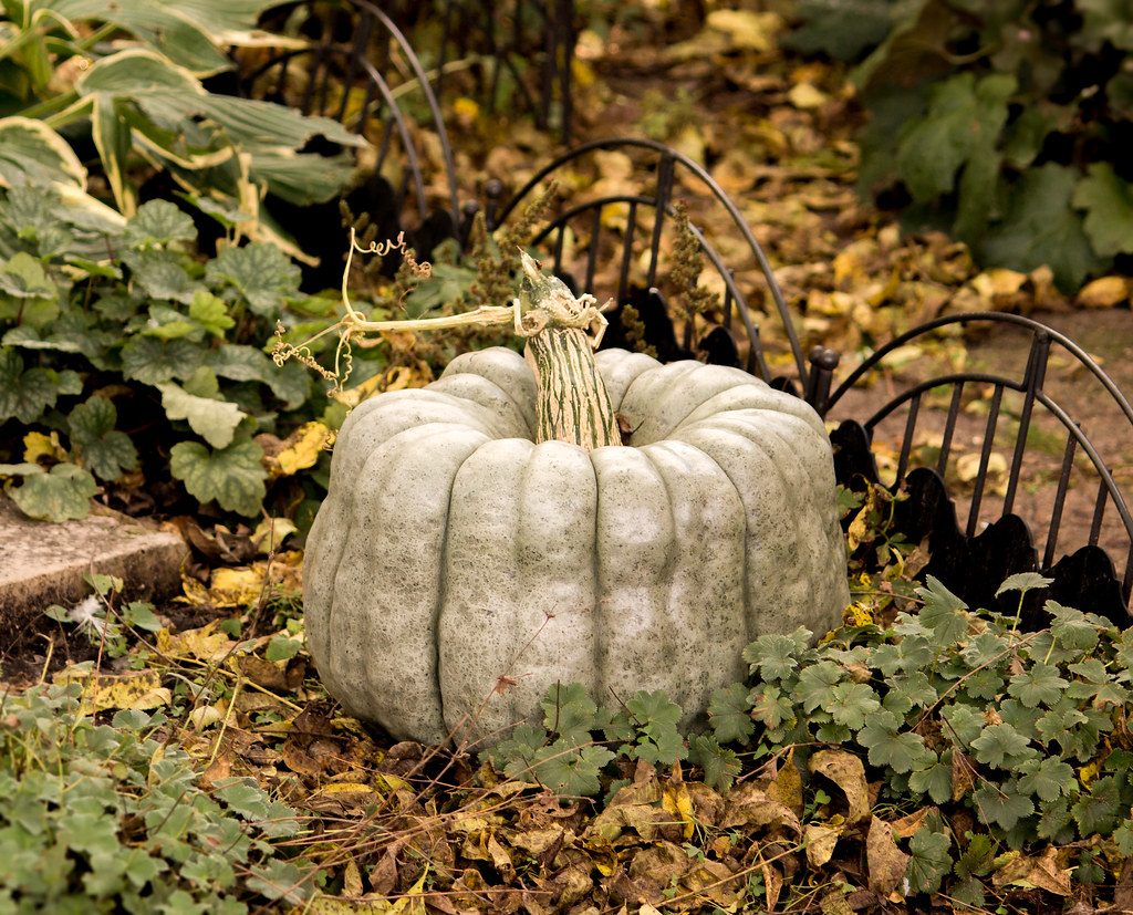 Grey Pumpkin Heirloom variety pumpkin Jarrahdale mahar15 Flickr