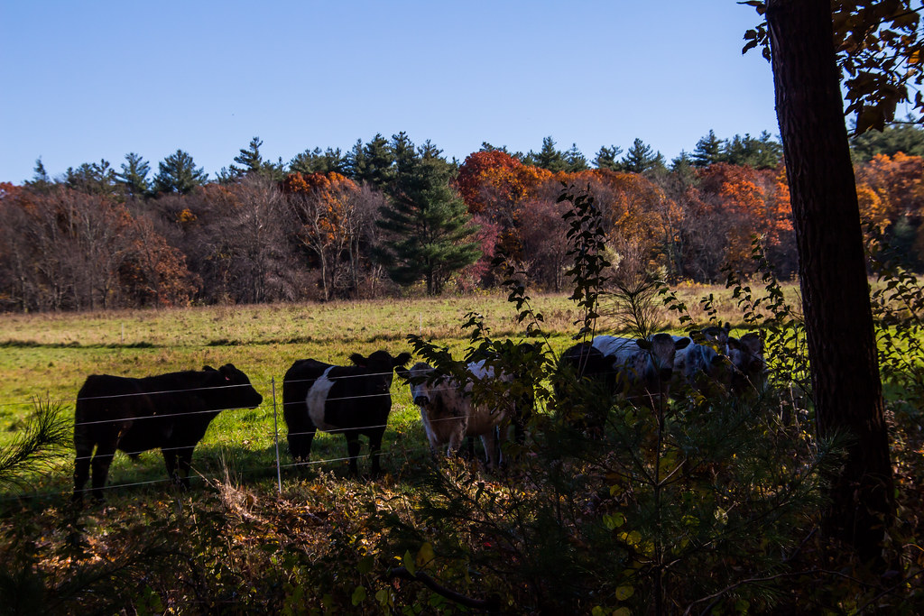 Fall 2018, Moose Hill Farm, Sharon, MA Bill Ilott Flickr