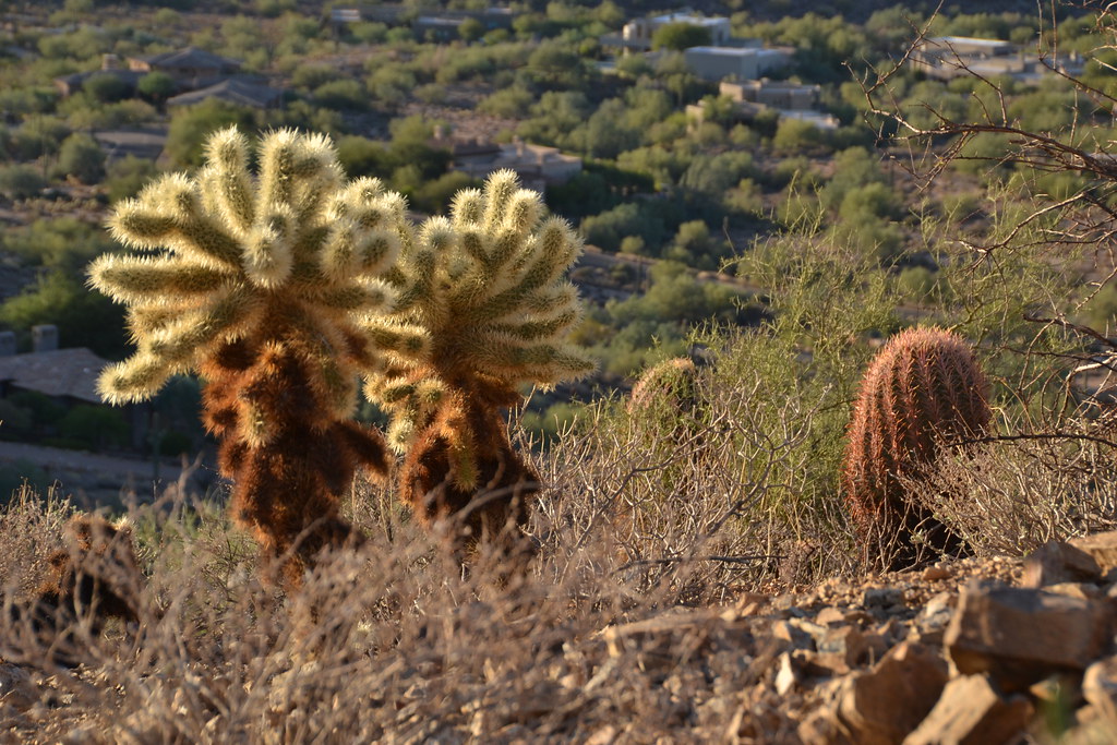Jumping Cholla cactus 'above' Scottsdale Arizona. And they… Flickr