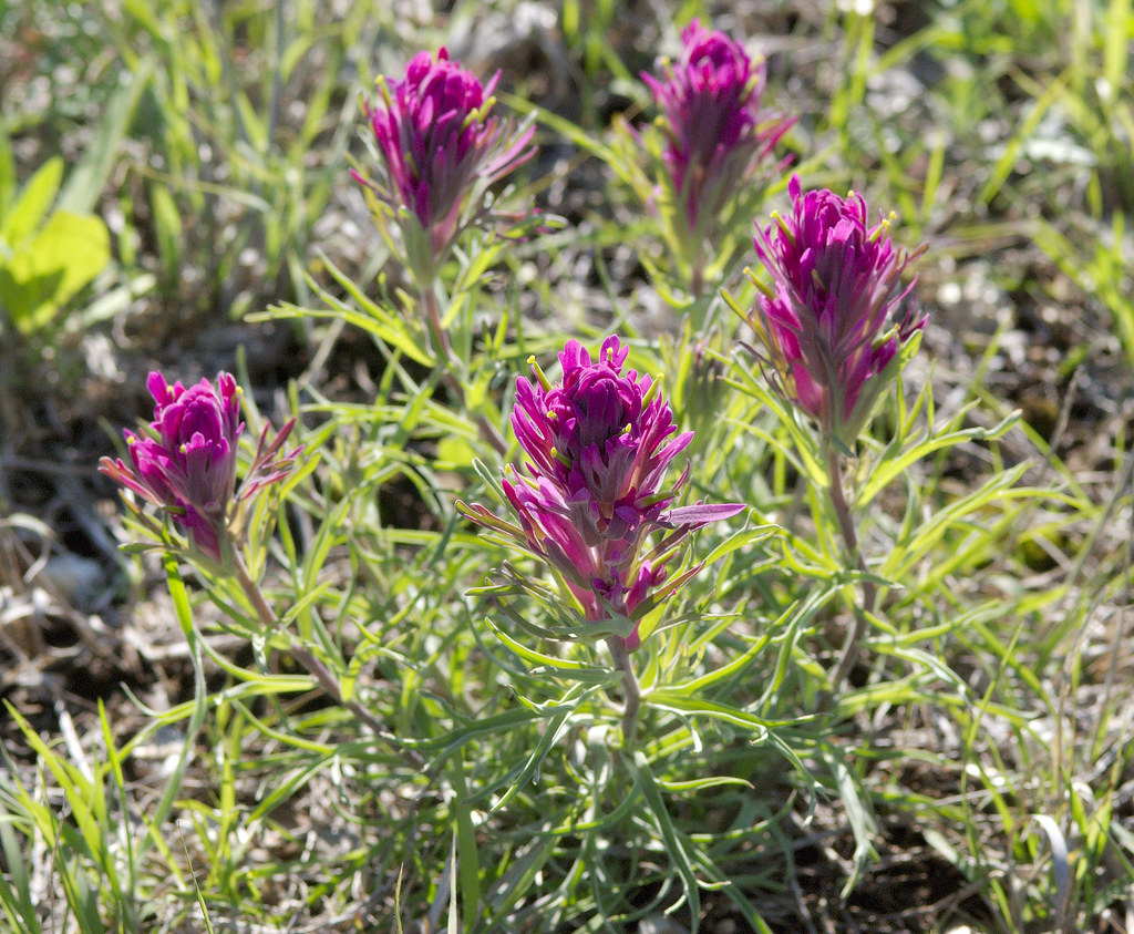 Purple Prairie Paintbrush Remember, I said paintbrushes co… Flickr