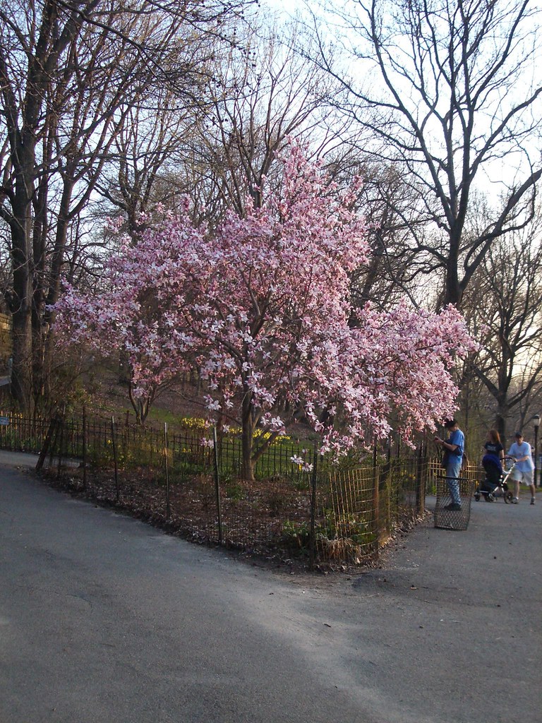 Cherry Blossoms in Riverside Park Somegal Flickr