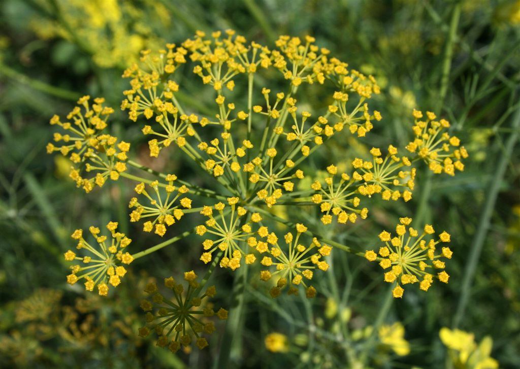 Fennel Flower Fennel (Saunf) seeds are used in cooking, ba… Flickr