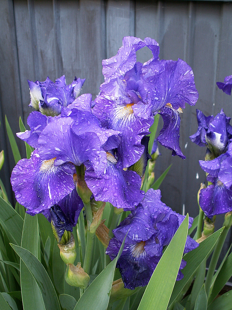 Bloomin iris! All wet and drooping from the rain..... But … Flickr