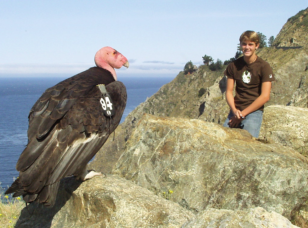 Big Sur Condor Cam