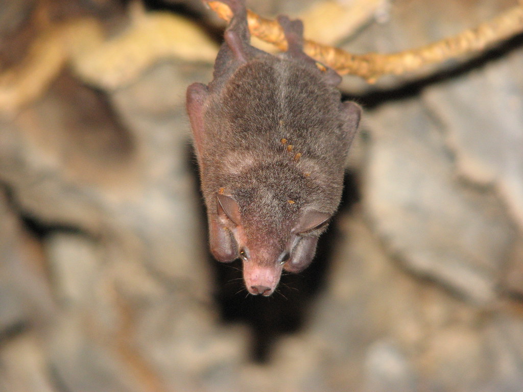 Baby fruit bat a photo on Flickriver