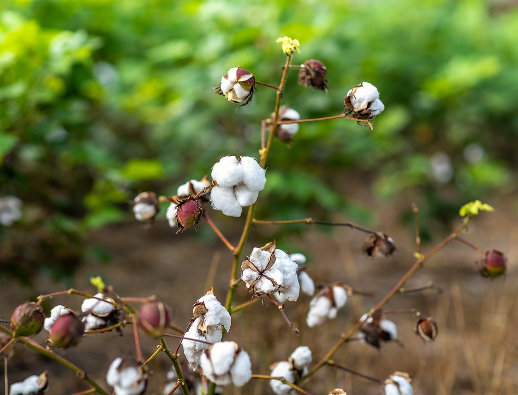 Texas cotton starting to bloom. texascotton texas Debbie Collins