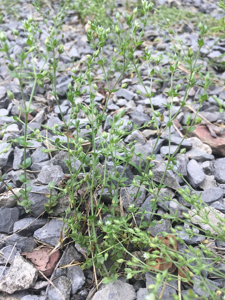 Thymeleaved Sandwort (Arenaria serpyllifolia) 2 of 2 Flickr