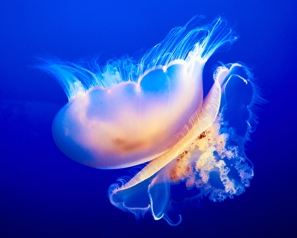 Medusa Jellyfish, Monterey Aquarium, California en.wikiped… Flickr