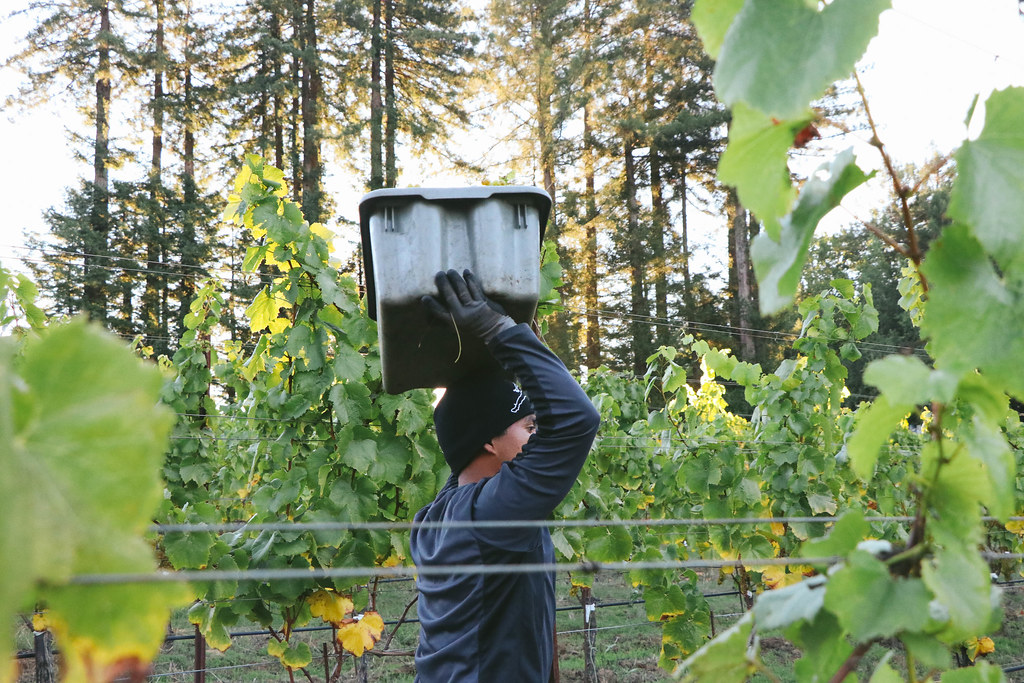 Red Car Wine Harvest West Sonoma Coast Flickr