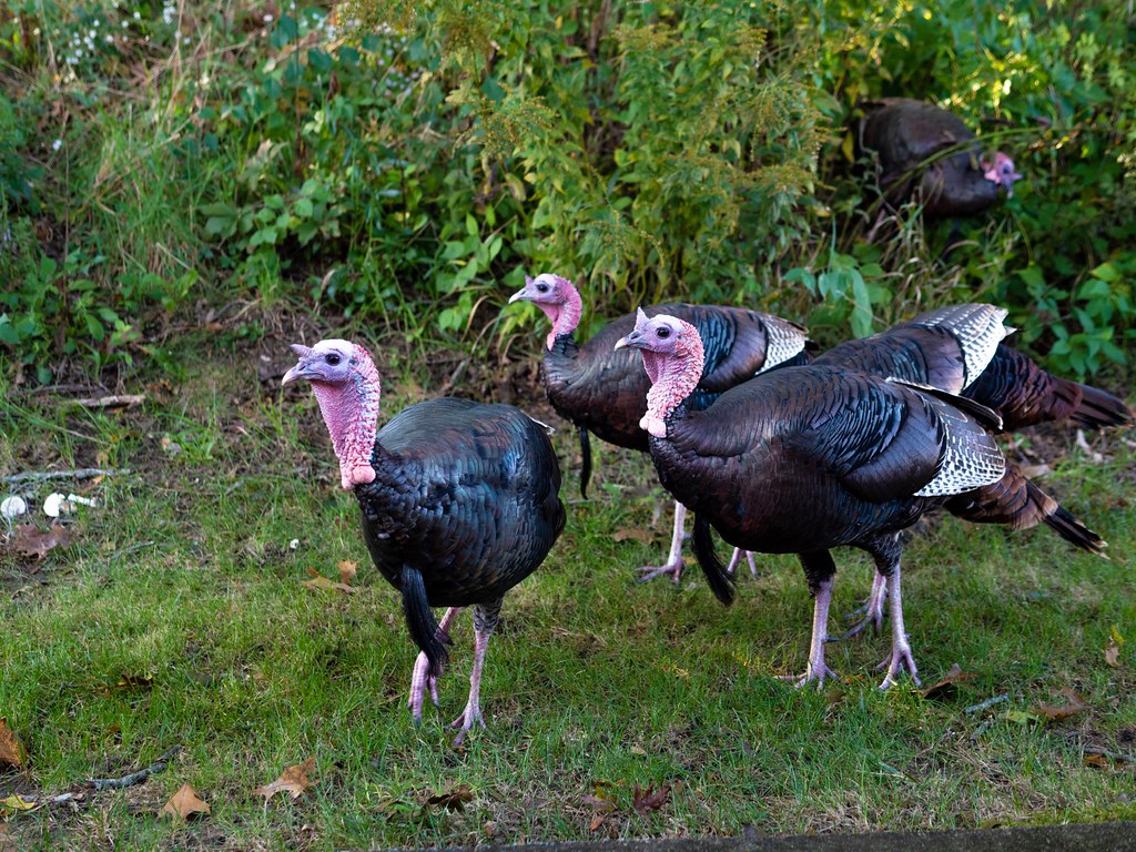 Wild Turkeys. Brewster, Cape Cod, Massachusetts. PJDDigiPic Flickr