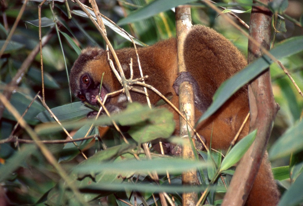 Golden Bamboo Lemur facts Primates Park