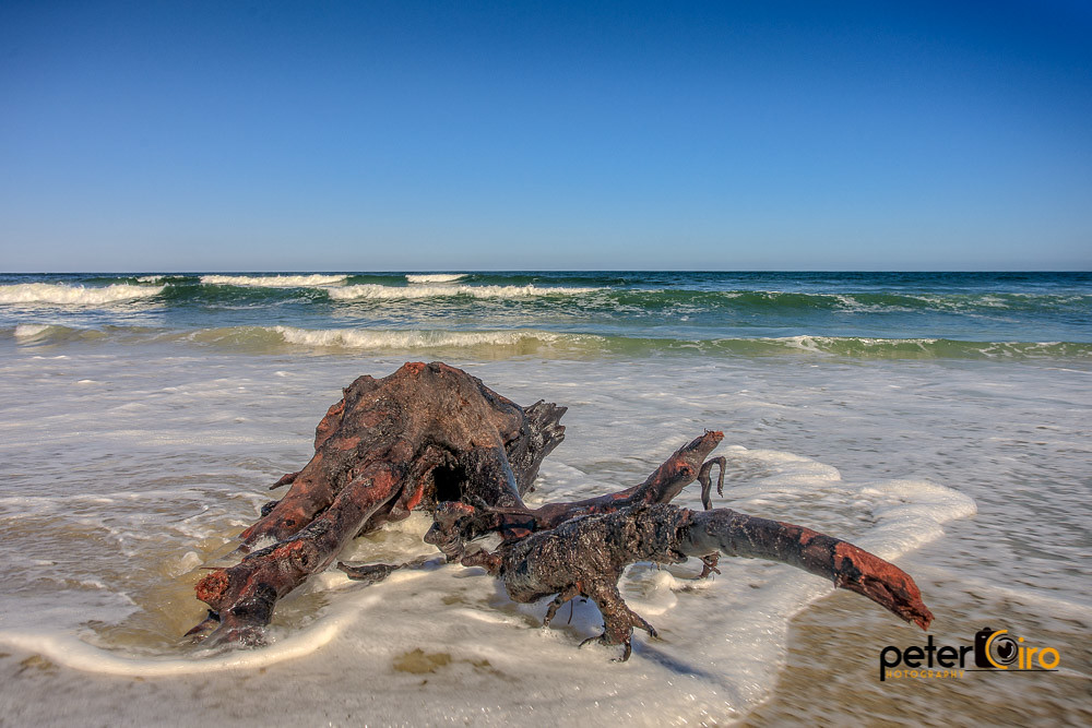 Outer Banks Driftwood Corolla, North Carolina Outer Bank… Flickr