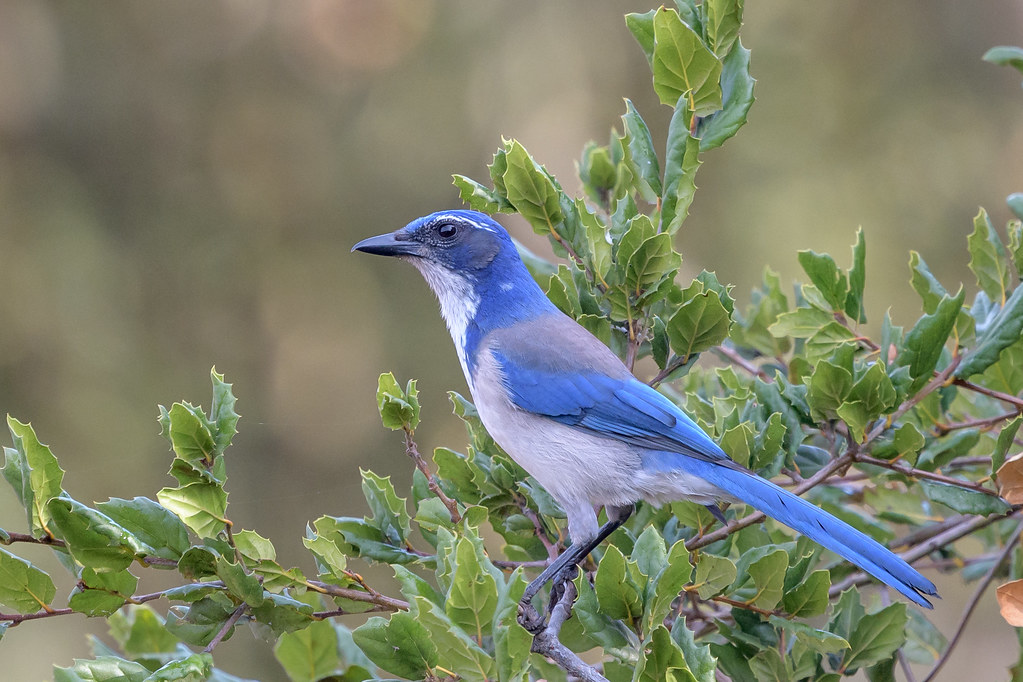 California ScrubJay Sobrante Ridge Regional Preserve, Ric… Flickr