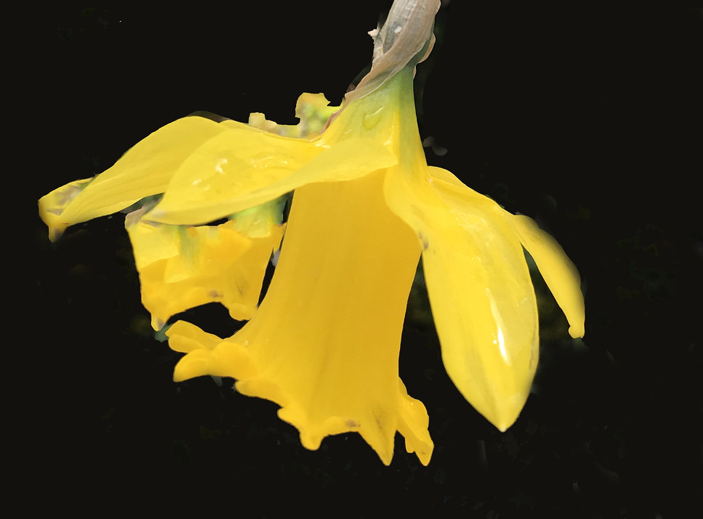 Yellow & Black Flower Al Breitenbach Flickr