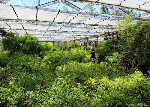 Bamboo Garden Nursery in Oregon, USA ã‚ªãƒ¬ã‚´ãƒ³ã§200ç¨®é¡žä»¥ä¸Šã®ç«¹ã‚’ä½œã£ã¦ã„ã‚‹ç«¹â€¦ Flickr