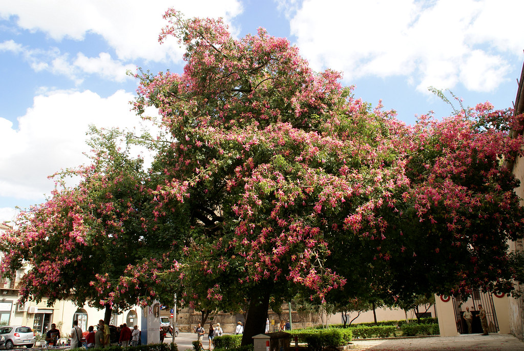 Palermo, Florettseidenbaum bei Porta Nuova silk floss tree near Porta