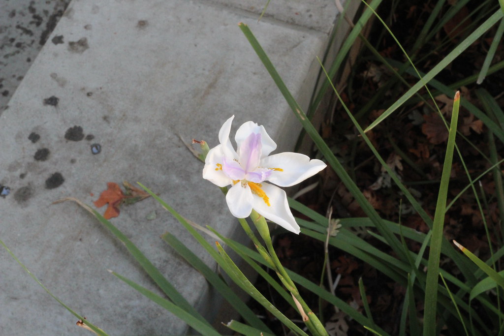 Flower Patrick Mangum Flickr