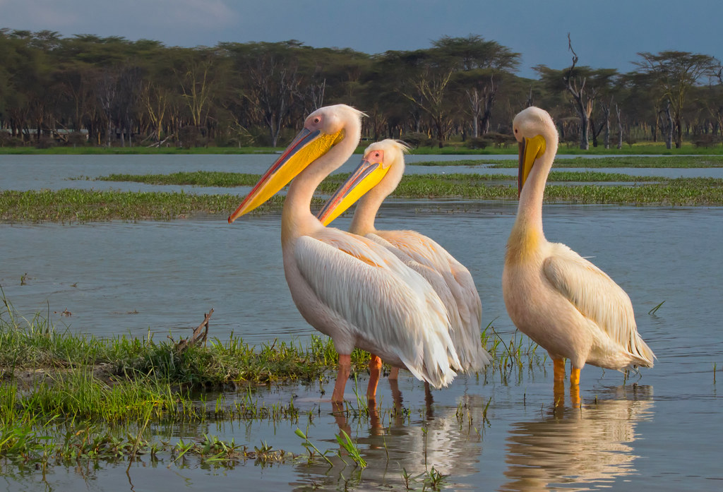 Great White Pelicans, Lake Naivasha PUBLISHED ecologyfort… Flickr