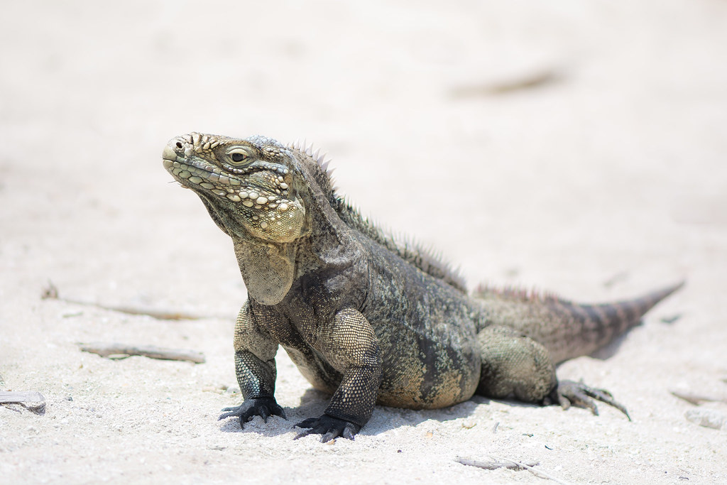 Iguana on Cayo Iguana, Cuba kuhnmi Flickr