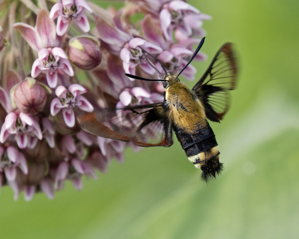 Snowberry Clearwing Moth Emiquon, central Illinois Flickr