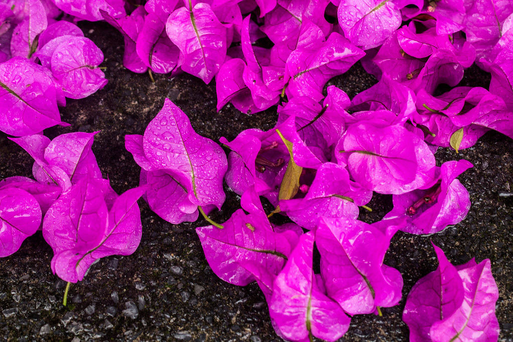 NATURE FOR SALE Flickr