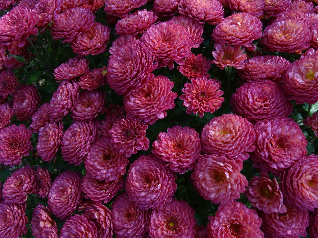 Chrysanthemum Gigi Coral Potted Mums trial at RHS Harlow C… Flickr