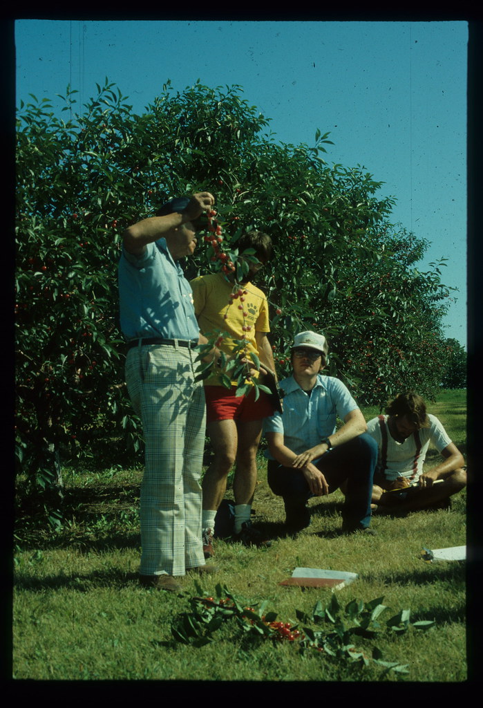 27 yellows tree and affected cherries Plant Disease Clinic Flickr