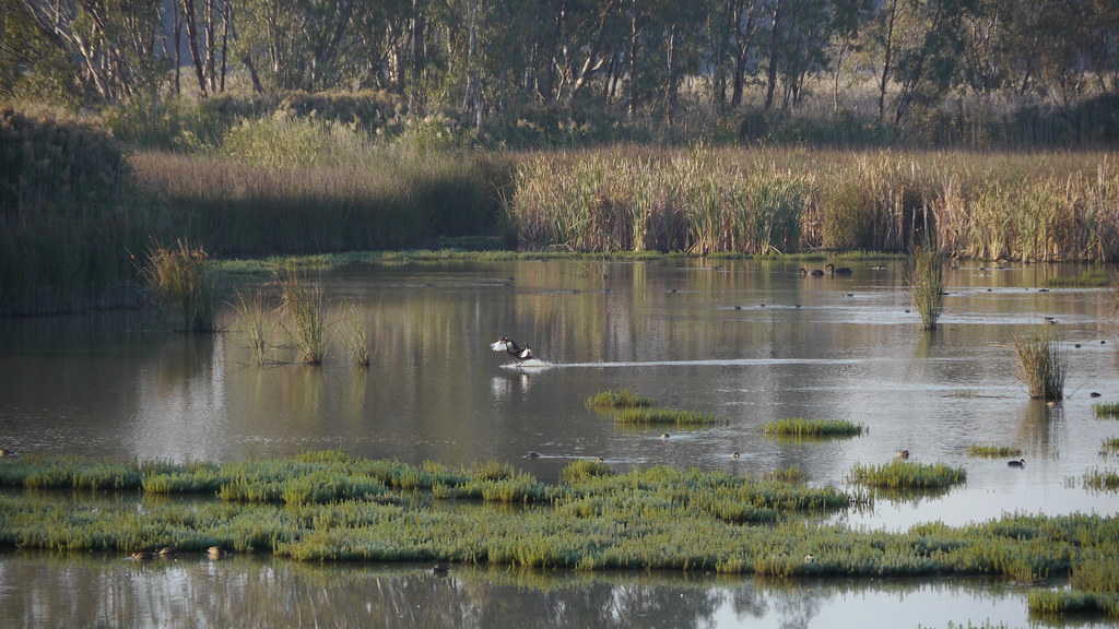 P1000387 Black Swan Landing Mathoura Reed Bed Bird Hide … Flickr