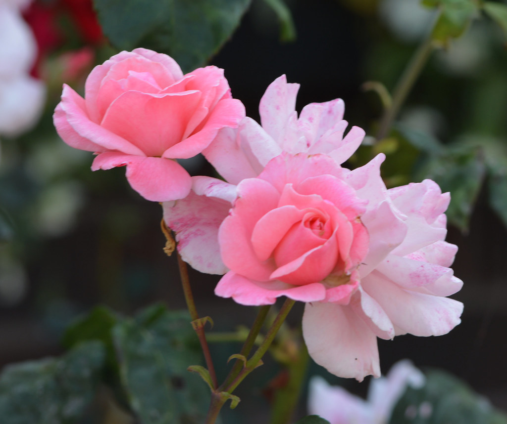 ROSES, MY GARDEN vermillionbaby Flickr