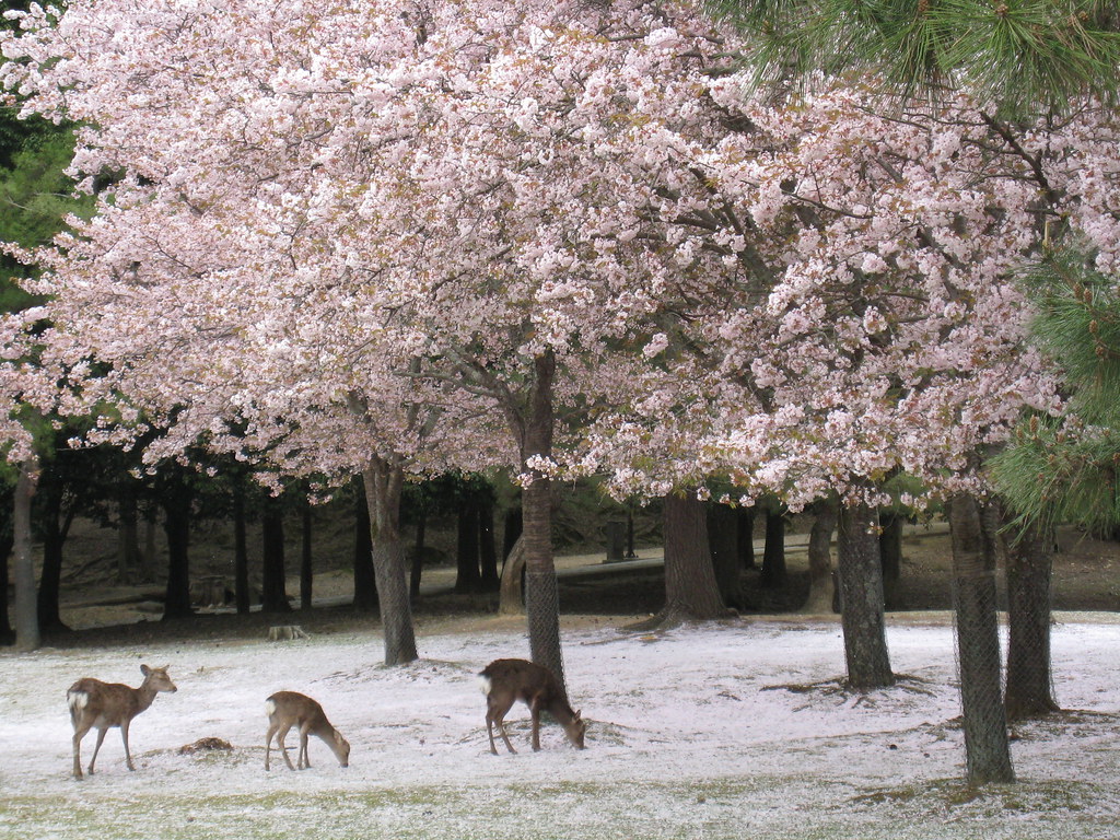 Cherry blossom winter cherry blossoms cover the ground in … Flickr