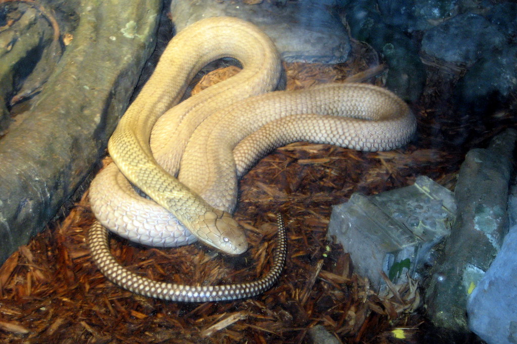 NYC Bronx Bronx Zoo House of Reptiles King Cobra Flickr