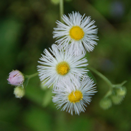 Small white and yellow wildflowers in the state park. Like… Flickr