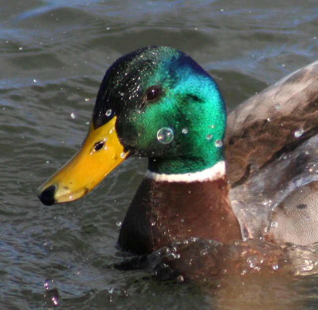 Mallard up close! This mallard has just landed in search… Flickr