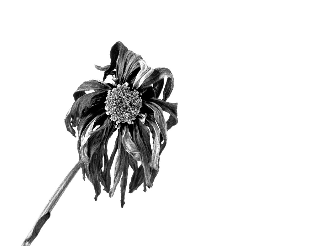 dead in black and white Back to the dead flowers again. Ha… Flickr