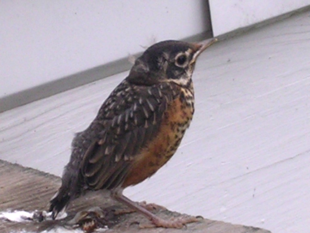 Baby Robin We have two nests of these at our house. These … Flickr