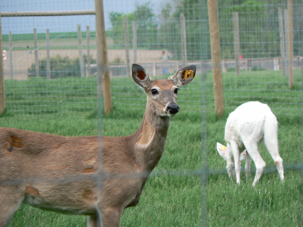 Wildwood Park Deer and White Deer A normally shaded white… Flickr