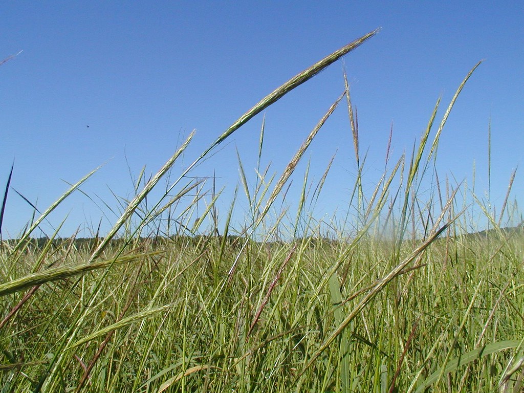 Wild rice seed heads This photo appears on the Wisconsin D… Flickr
